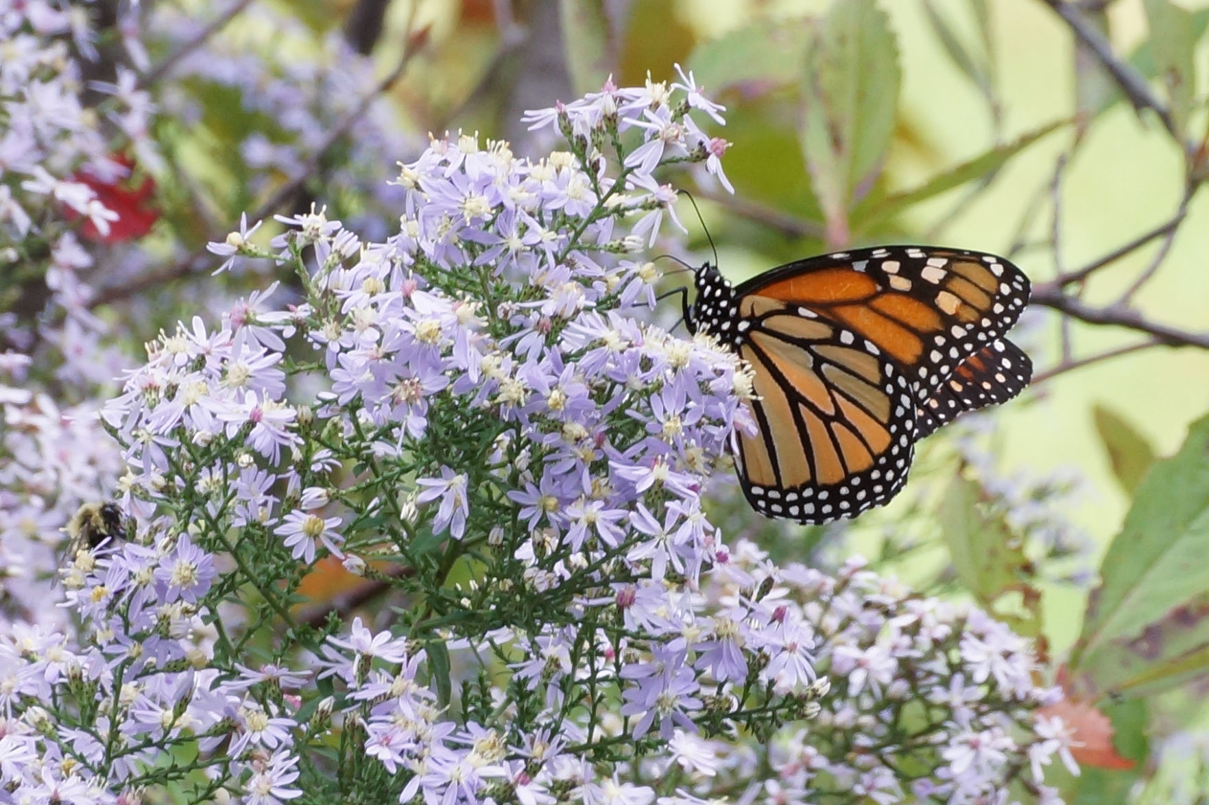 monarch